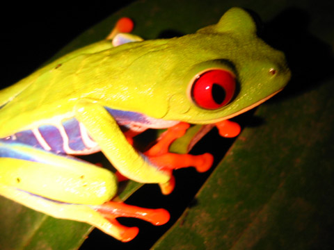 I18-RanaVerdeCostaRica